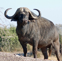 buffalo2